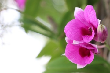 Orchid pink color in nature background