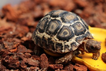 Baby turtle walking in the farm animal protection