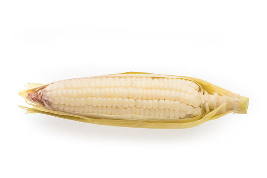 White Corn Isolated On White Background