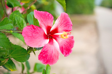 Hibiscus syriacus