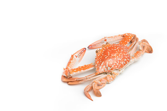 Flower crab steamed isolated on white background