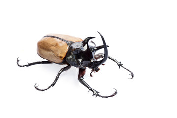 Rhinoceros beetle, Rhino beetle, Hercules beetle, Unicorn beetle