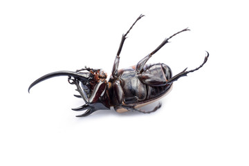 Rhinoceros beetle, Rhino beetle, Hercules beetle, Unicorn beetle