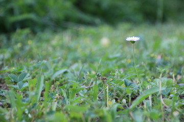 Gänseblümchen