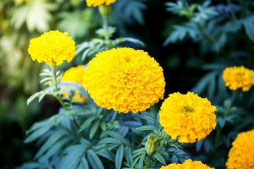 Yellow Marigold flowers - (Tagetes erecta, Mexican marigold, Aztec marigold, African marigold)