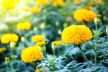 Yellow Marigold flowers - (Tagetes erecta, Mexican marigold, Aztec marigold, African marigold)