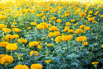 Yellow Marigold flowers - (Tagetes erecta, Mexican marigold, Aztec marigold, African marigold)