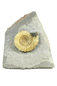 fossil Promicroceras sp. Ammonite from Charmouth/ Dorset, England