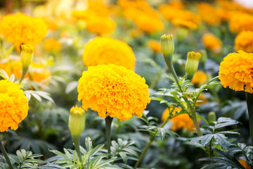 Yellow Marigold flowers - (Tagetes erecta, Mexican marigold, Aztec marigold, African marigold)
