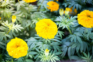 Yellow Marigold flowers - (Tagetes erecta, Mexican marigold, Aztec marigold, African marigold)