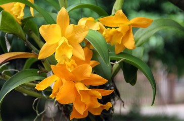 yellow Cattleya Orchids flowers are blooming