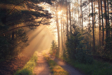 Obraz premium Fall scene theme