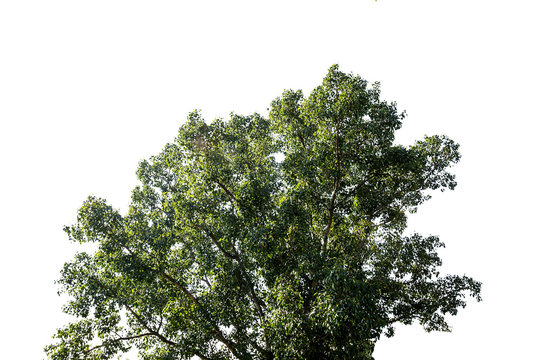 Bodhi Tree