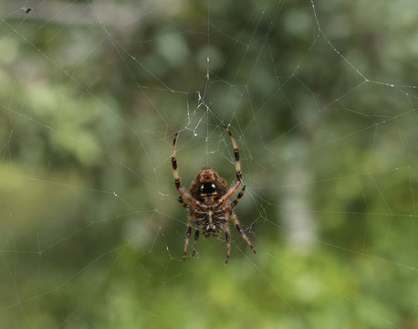 Closeup of underside of orb spider spinning web