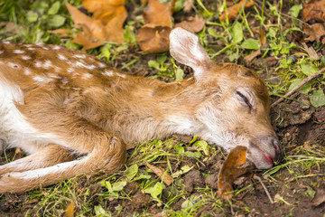 Fallow deer running wild