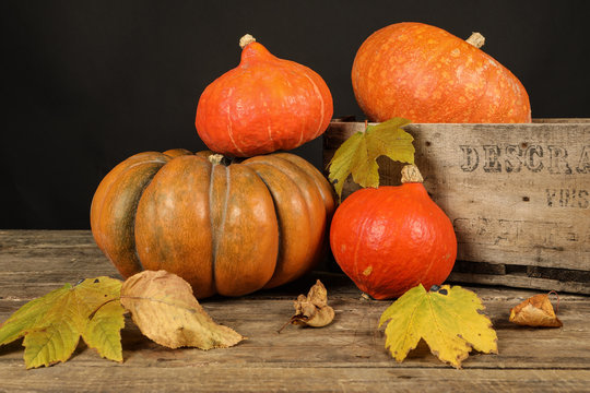 citrouille, potiron, potimarron, butternut