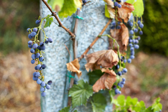 A bunch of dark grapes on a bush in an autumn envelope