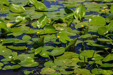 Yellow water flowers (Nuphar Lutea)