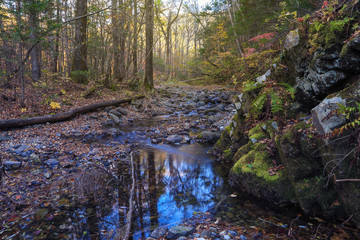 Autumn forest and creek