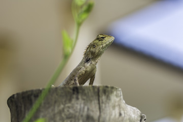 lizard is on the timber.