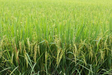 Green rice field