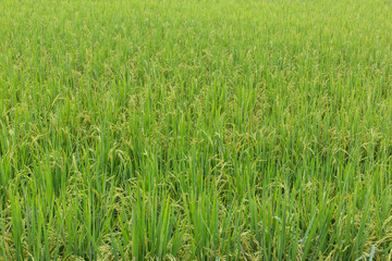 Green rice field