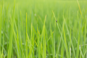 Fototapeta na wymiar Green rice field