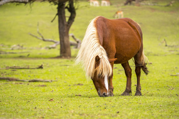 Equus ferus caballus pony