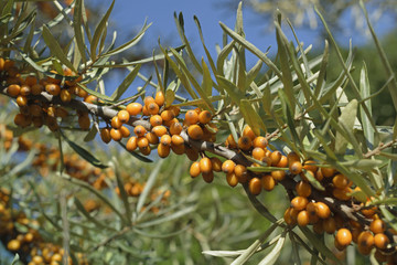 sea-buckthorn berries