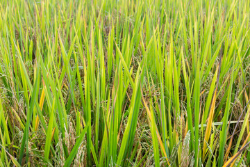 Green rice field