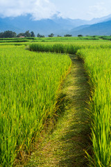 Rice Field way on green field background