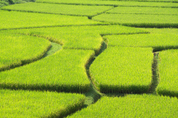 Green Terraced Rice Field in Nan, Thailand.