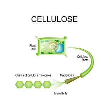 Cellulose In The Plant Cell.