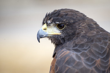 AGUILA DE HARRIS