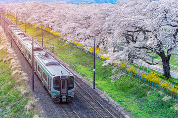 Naklejka na ściany i meble Train on the railroad track with a row of cherry trees, This area is popular sakura spot at funaoaka Sendai, Japan