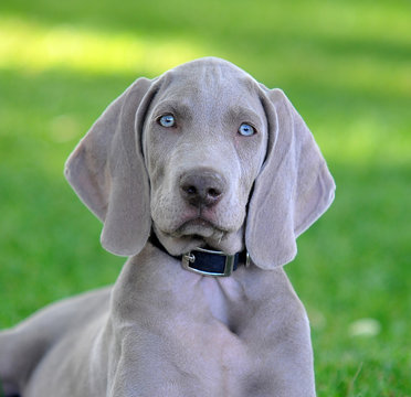perrro