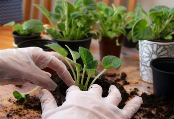 transplanting violets