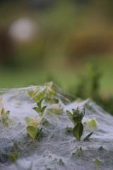 Spinnennetz 