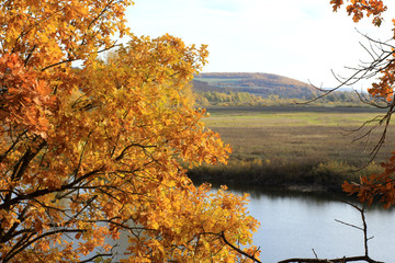 Fototapeta na wymiar landscape with yellowed leaves of autumn oak on a background of the river