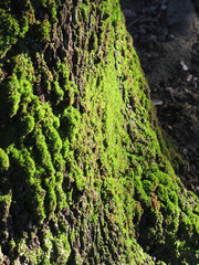 Green moss in nature . Detail of moss covered trunk