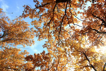 yellowed leaves of the autumn oak on a background of blue sky