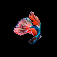 Fototapeta na wymiar Close-up of Betta Splendens fish or siamese fighting fish.