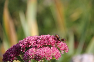 Fliege auf einer Blume