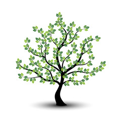 Obraz premium Green tree icon on a white background.