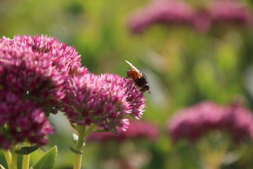 Fliege auf einer Blume