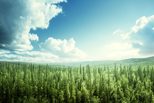 Fototapeta fir tree forest in sunny day