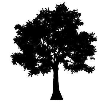 tree side view silhouette isolated - black - vector