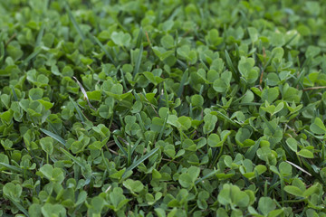 grass clover leaves texture background