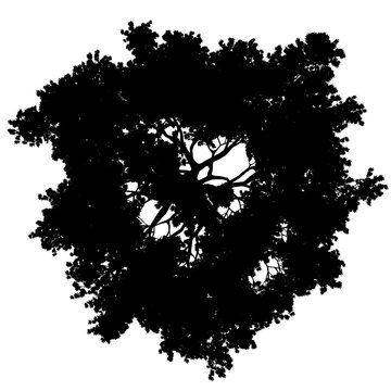 tree top view silhouette isolated - black - vector