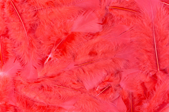Background Of Fluffy Red Feathers
